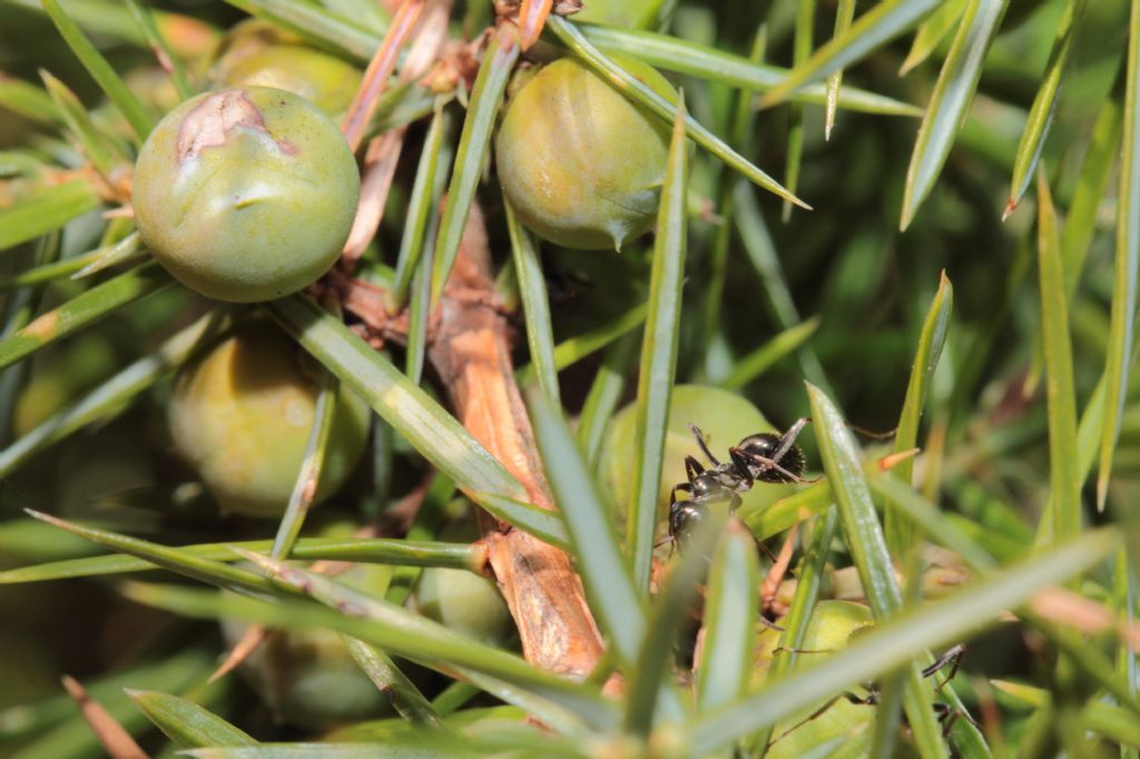 Quale Ginepro? (Bagno di Romagna, FC)